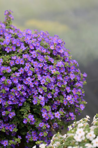BACOPA SUTERA - EPIC BLUE
