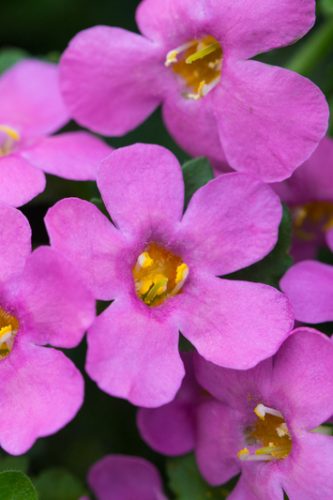BACOPA SUTERA - EPIC PINK