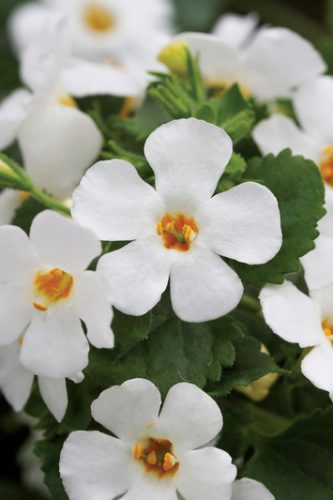 BACOPA SUTERA - EPIC WHITE