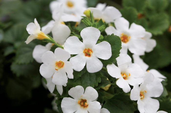 BACOPA SUTERA - WPIC WHITE