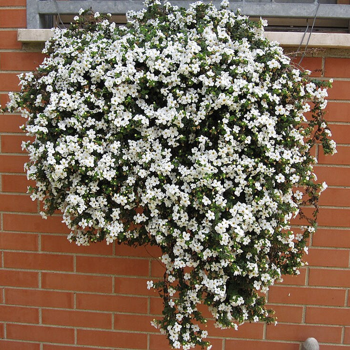 BACOPA BLANC