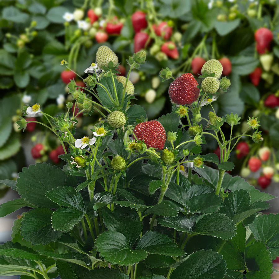 STRAWBERRY - DELIZZ