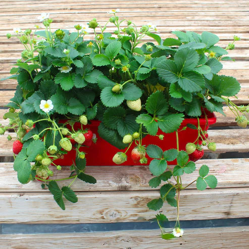 FRAGARIA DELIZZ EN BALCONNIERE