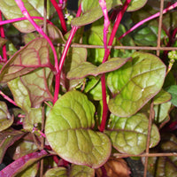 BASELLA ALBA (EPINARD DE MALABAR)