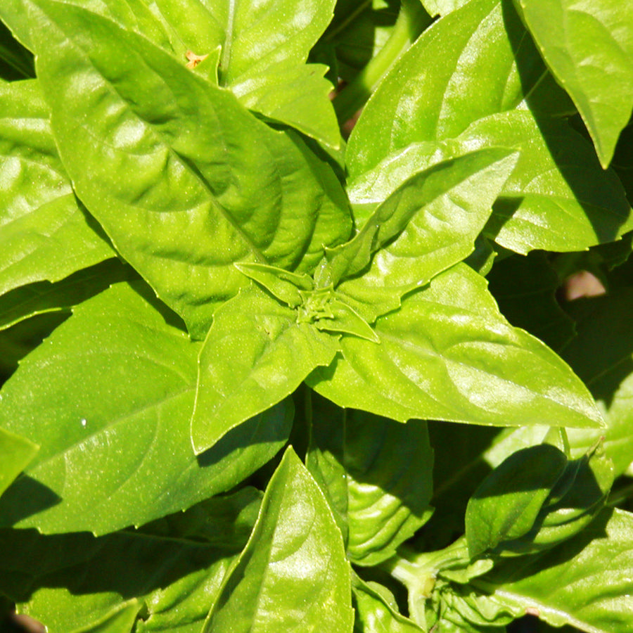 SEMENCES BIOLOGIQUES: BASILIC GENOVESE