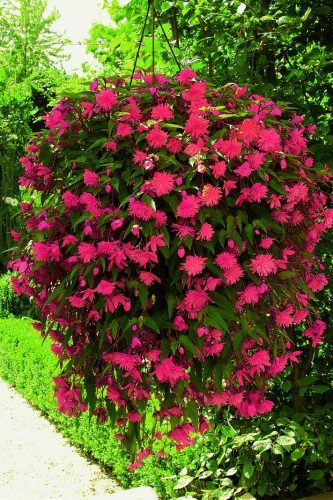 BEGONIA BOLIVIENSIS BELLECONIA - ROSE