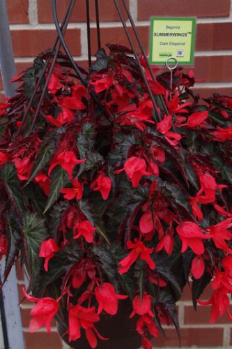 BEGONIA BOLIVIENSIS SUMMER WINGS - DARK ELEGANCE
