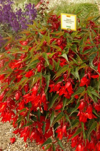 BEGONIA BOLIVIENSIS SUMMER WINGS - DEEP RED