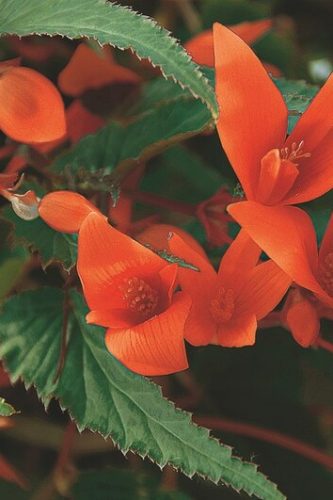 BEGONIA BOLIVIENSIS SUMMER WINGS - ORANGE