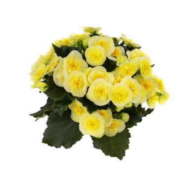 BEGONIA RIEGER - JAUNE