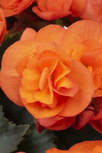 BEGONIA HIEMALIS SWEETIES - ORANGE