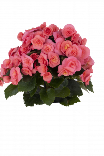 BEGONIA SWEETIES - PINK