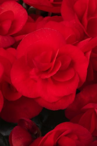 BEGONIA HIEMALIS SWEETIES - RED