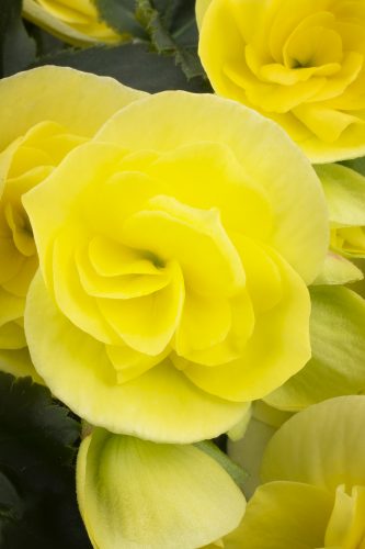 BEGONIA HIEMALIS SWEETIES - YELLOW