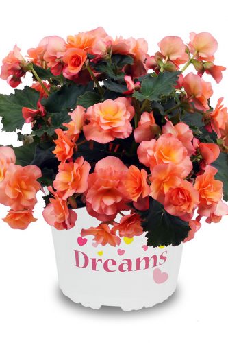 BEGONIA SOLENIA - APRICOT