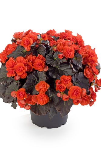BEGONIA SOLENIA - CHOCOLATE ORANGE