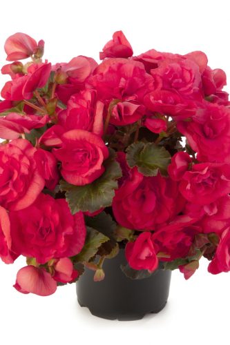 BEGONIA SOLENIA - DARK PINK