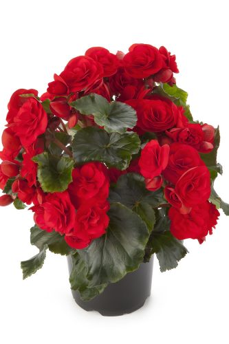 BEGONIA SOLENIA - RED ORANGE