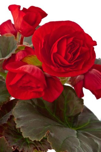BEGONIA SOLENIA - RED
