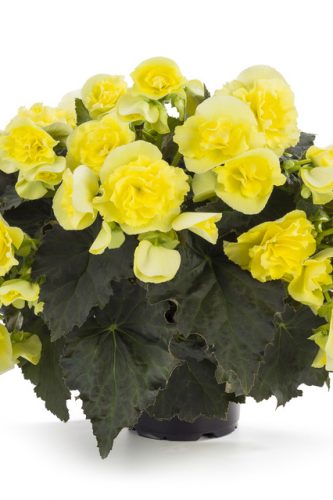 BEGONIA SOLENIA - YELLOW