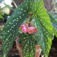 POLKA DOT 2.5" ASST