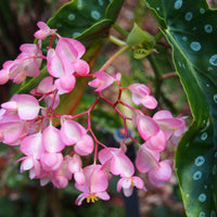 POLKA DOT 2.5" ASST