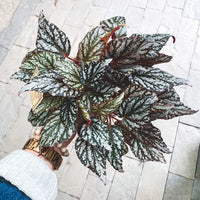 BEGONIA REX