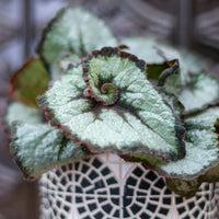 BEGONIA REX