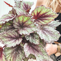 BEGONIA REX
