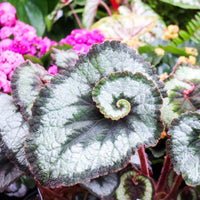 BEGONIA REX