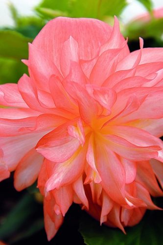 BEGONIA BOLIVIENSIS BELLECONIA - SOFT ORANGE