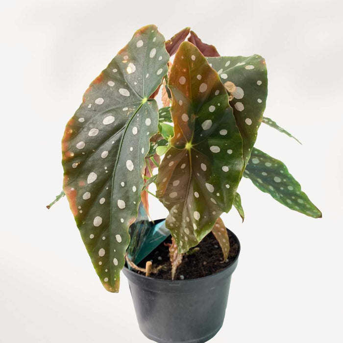 BEGONIA MACULATA