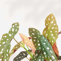 BEGONIA MACULATA