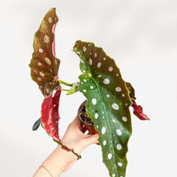 BEGONIA MACULATA