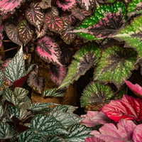 BEGONIA REX