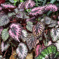BEGONIA REX