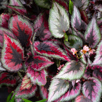 BEGONIA REX
