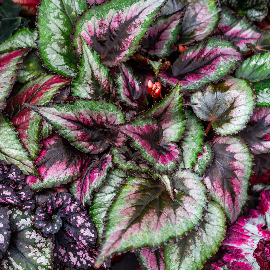 BEGONIA REX