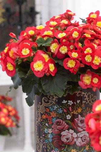 BEGONIA HIEMALIS - VALENTINO PINK