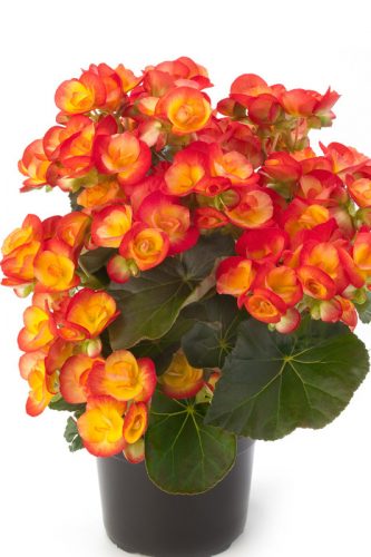 BEGONIA RIEGER - CARNEVAL