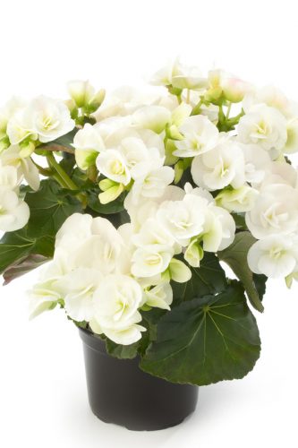 BEGONIA HIEMALIS - CLARA