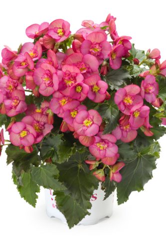 BEGONIA RIEGER - GARDEN MACA ROSE