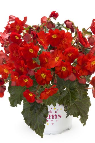 BEGONIA RIEGER GARDEN - MACA ROUGE