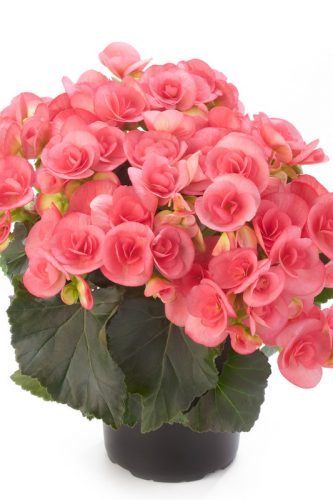 BEGONIA HIEMALIS - NETJA DARK