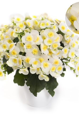 BEGONIA HIEMALIS - VALENTINO WHITE