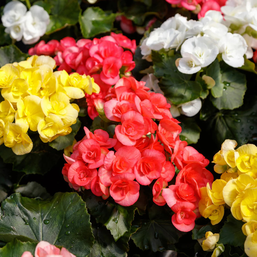 BEGONIA X HIEMALIS - RIEGER