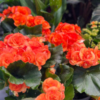 BEGONIA X HIEMALIS - RIEGER