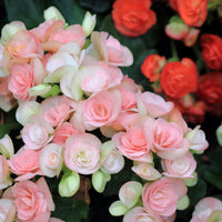 BEGONIA X HIEMALIS - RIEGER