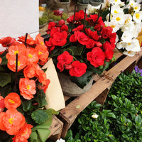 BEGONIA X HIEMALIS - RIEGER