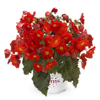 BEGONIA DREAMS GARDEN  MACAROUGE